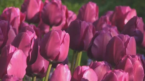 Purple tulips Stock Footage 10742103