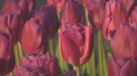 Purple tulips Stock Footage 10743325