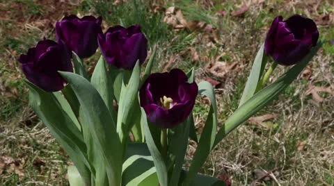 Purple tulips Stock-Footage 22732684