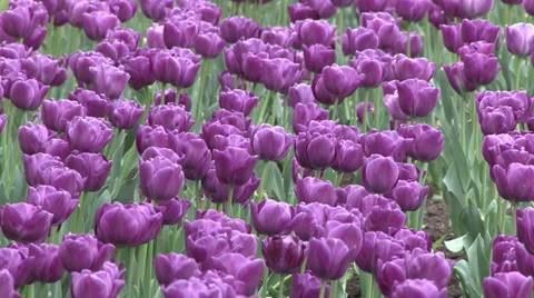 Purple tulips Stock-Footage 37257378