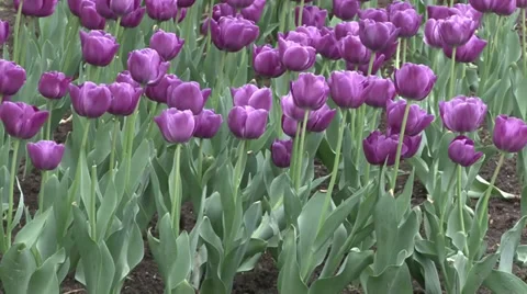 Purple tulips Stock-Footage 37257885