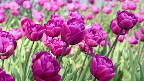 Purple tulips Stock Footage 107164589