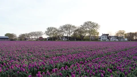 Purple tulips Video stock 132998496