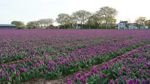 Purple tulips Video stock 132998799