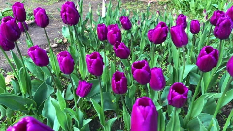 Purple tulips Stock Footage 153517687