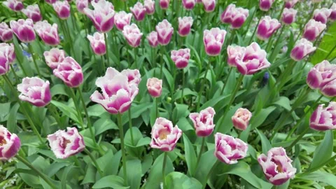 Purple tulips Stock Footage 313558890
