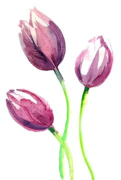 Purple tulips Stock Illustration