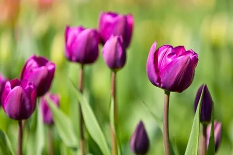 Purple tulips Stock Photos