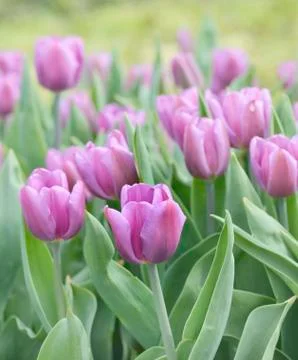 Purple tulips Stock Photos