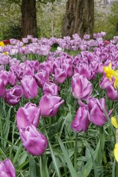 Purple tulips Stock Photos