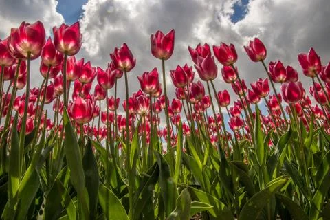 Purple tulips Stock Photos