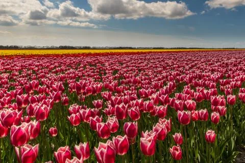 Purple tulips Stock Photos