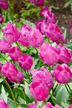 Purple tulips Stock Photos