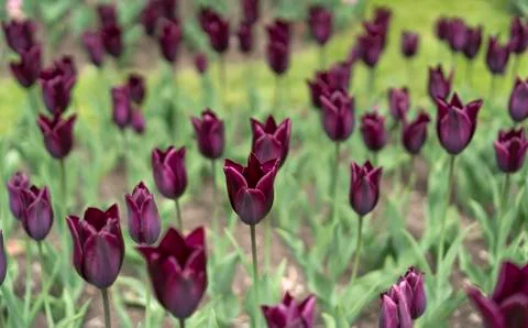 Purple tulips Stock Photos