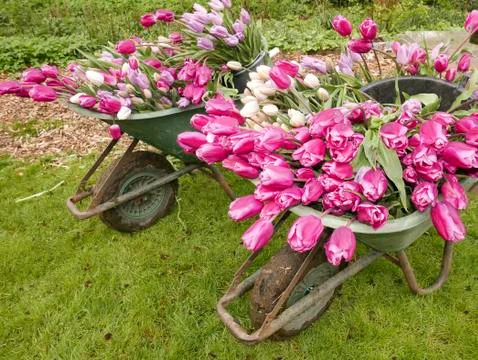 Purple tulips Stock-Fotos