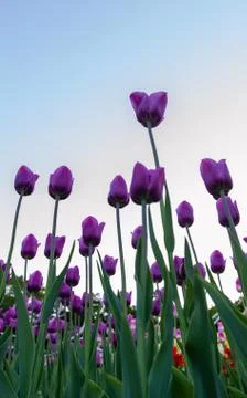 The purple tulips. Stock Photos