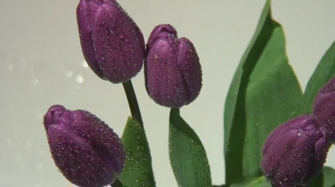 Purple tulips in profile Stock Footage 109283