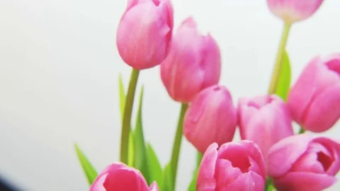 Purple Tulips Rotating on White Background Stock Footage 69871904