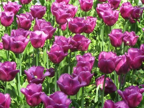 Purple tulips in spring Sofia. Stock Photos