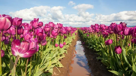 Purple Tulips in Spring with Water Reflection and Clouds and Sky Time Lapse Stock Footage 37114719