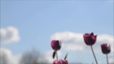 Purple tulips in springtime 库存影片 47667019