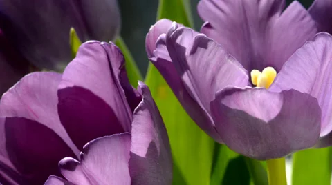 Purple tulips in the sunlight Stock Footage 36289313