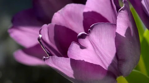 Purple tulips in the sunlight Stock Footage 36290768