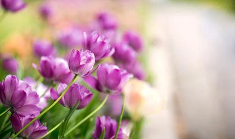Purple tulips, text space, selective focus Stock Photos