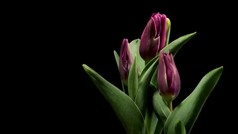 Purple Tulips Time-lapse Stock Footage 273841336
