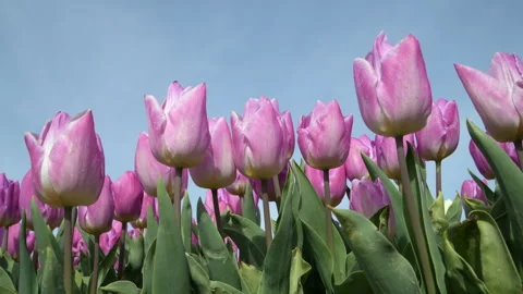 Purple tulips waving in the wind Stock Footage 265175065
