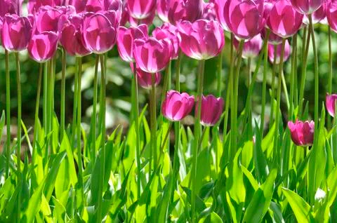 Purple tullips Stock Photos
