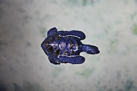 Purple turtle Stock Photos