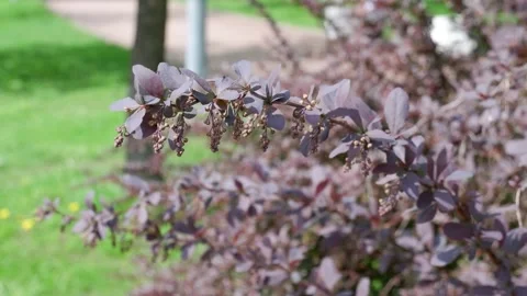 A purple twig of a tree develops in the wind. Stock Footage 154396101