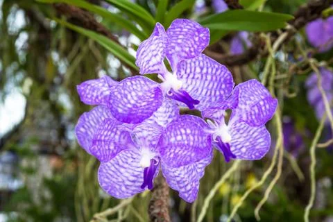Purple Vanda Stock Photos