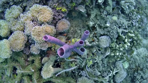 Purple Vase Sponge Among White Anemones Stock Footage 337592723