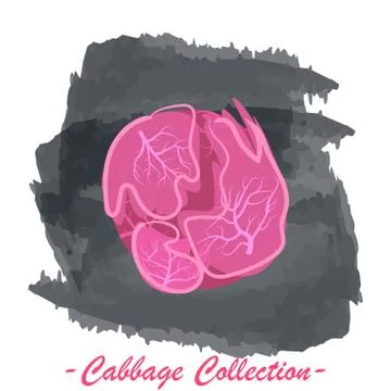 Purple vector isolated cabbage on a grunge background Ilustración de archivo