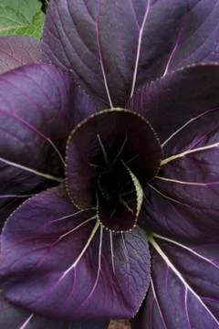 Purple Vegetable Leaves Stock Photos