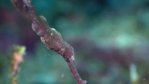 Purple velvet ghostpipefish with head down and focus on eye Video stock 112474637