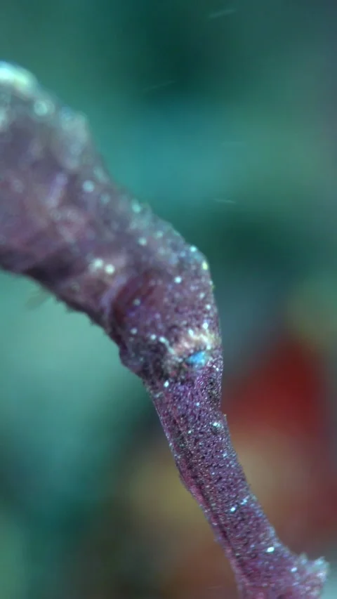 Purple velvet ghostpipefish with head down and focus on eye Stock Footage 227819587