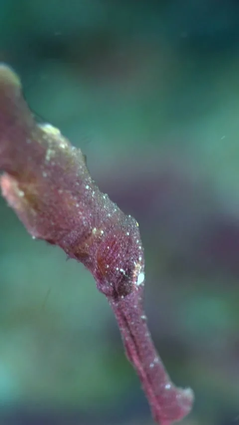 Purple velvet ghostpipefish with head down and focus on eye Video stock 228833111