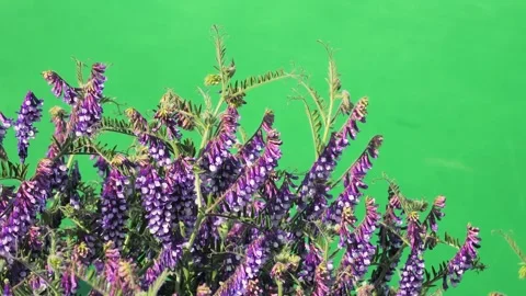 Purple vetch flowers on a solid green screen Stock Footage 330298489
