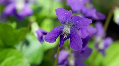 Purple violet flowers in close-up (macro) Stock Footage 38833103