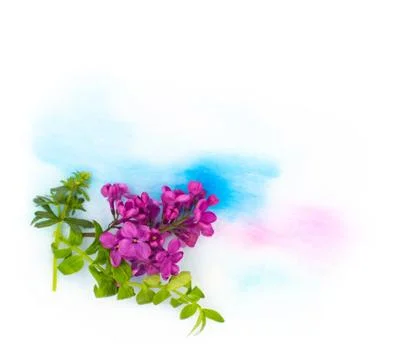 Purple violet lilac spring flowers and hand painted watercolor blot spot on w Stock Photos