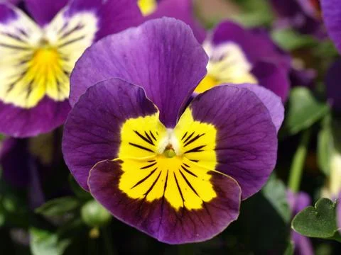 Purple Violet Stock Photos