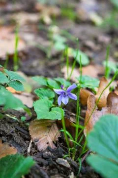 Purple violet Stock-Fotos