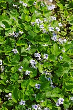Purple violet Stock Photos