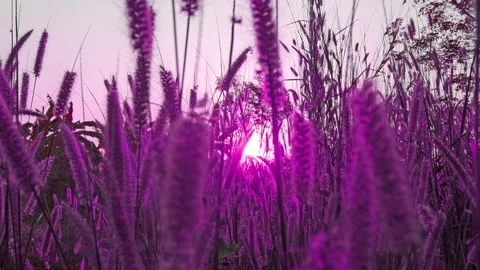 Purple violet sun light ray in swaying wild grass field on morning sunrise sky Stock Footage 242700660