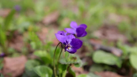 Purple violets bloom on forest floor Video stock 332995537