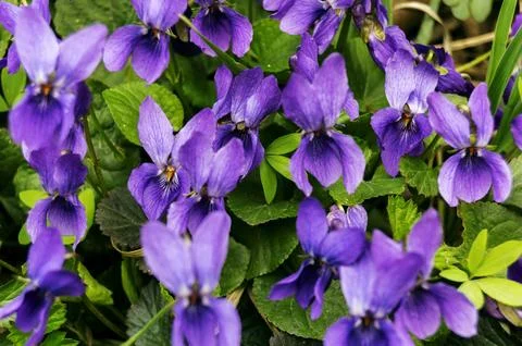 Purple violets on a blurred background Stock Photos