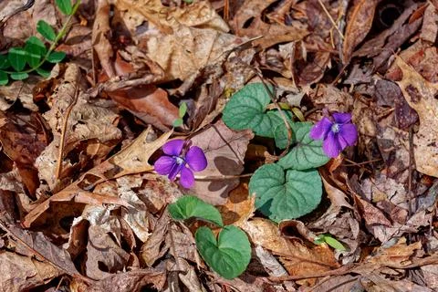 Purple violets in the forest Stock Photos